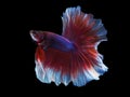 The great siamese fighting fish spred its beautyful tail. Royalty Free Stock Photo