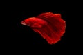 Half moon red betta isolated on black background with clipping path