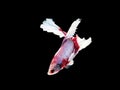 Half moon red and white betta isolated on black background