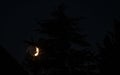 Half moon rises behind pine trees Royalty Free Stock Photo