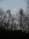 Half moon over trees Royalty Free Stock Photo