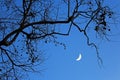Half moon in the sky, over the tree branches Royalty Free Stock Photo