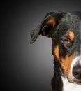 Half muzzle of a Appenzeller dog