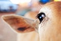 Half muzzle of a red calf