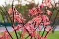 Half-naked branches with red leaves. Royalty Free Stock Photo