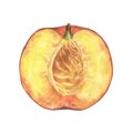 Half a Nectarine fruit. Watercolor illustration of Peach slice. Hand drawn clip art on isolated white background