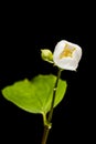 Half-open blossom of philadelphus coronarius Royalty Free Stock Photo