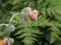 Half open bud of an Oriental poppy Royalty Free Stock Photo