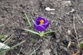 Half open flower of dark purple Crocus vernus Royalty Free Stock Photo