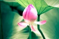 Half-open lotus Royalty Free Stock Photo