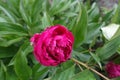 Half open magenta-colored flower of common peony in May