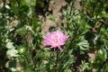 Half open pink flower and buds of China aster in August Royalty Free Stock Photo