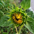 The half-open sunflower under the first drops of rain macro