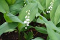 Half open white flowers of lily of the valley