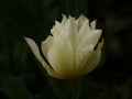 Half Open White Tulip Flower Closeup Royalty Free Stock Photo