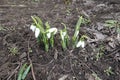Half opened and closed buds of snowdrops in March Royalty Free Stock Photo