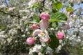 Half opened flower and buds of apple tree in April Royalty Free Stock Photo