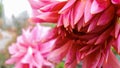 Half-opened flower of pink dahlias on a blurry background Royalty Free Stock Photo