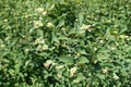 Half opened flowers of snowberry bush in July Royalty Free Stock Photo