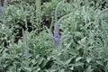 Half-opened flowers of Veronica incana in May Royalty Free Stock Photo