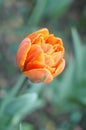 A half-opened orange tulip. An orange tulip bloomed in the flower bed. Spring park, a flower in a flower bed. Royalty Free Stock Photo