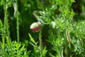 Half opened poppy bud