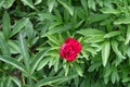 Half-opened red double flower of peony Royalty Free Stock Photo