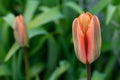 Half-opened tulip flower on a green background. Closeup