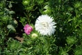 Half-opened white flower of China aster in August