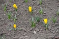 Half opened yellow flowers of crocuses