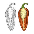 Half orange pepper jalapeno. Vintage engraving vector color illustration