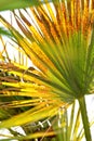 Half palm tree leaves dry under sunlight