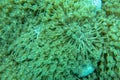 Half part of Flower Pot coral spreading polyps. Close up of Goniopora sp. in the Red Sea. Detail of the polyps of a coral