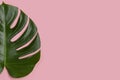 Half part of a single green monstera leaf on a pink background