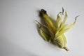 Half peeled cob of sweet corn on white table. Homegrown real organic vegetables not perfect look