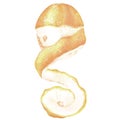A half-peeled lemon. Citrus with a twist of zest. Watercolor illustration. Isolated on a white background. For design