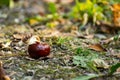 A half-peeled, ripe chestnut of a round shape, rich brown color, lies fallen on the ground, among dry and green grass