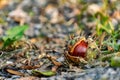 A half-peeled, ripe chestnut of a round shape, rich brown color, lies fallen on the ground, among dry and green grass