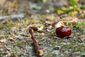 A half-peeled, ripe chestnut of a round shape, rich brown color, lies fallen on the ground, among dry and green grass