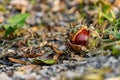 A half-peeled, ripe chestnut of a round shape, rich brown color, lies fallen on the ground, among dry and green grass