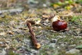 A half-peeled, ripe chestnut of a round shape, rich brown color, lies fallen on the ground, among dry and green grass