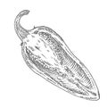 Half pepper jalapeno. Vintage hatching vector black illustration