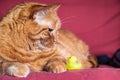 Half-Persian orange cat sitting on a couch, looking down at a little plastic yellow toy duck Royalty Free Stock Photo