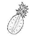 Half of pineapple fruit sketch. Hand drawn vector illustration Royalty Free Stock Photo