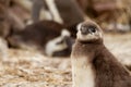 Half plane of penguin chick