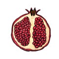 Half of pomegranate hand drawn sketch isolated on a white background. Botanical design element