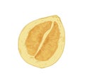 Half of pomelo isolated on white background. Juicy pummelo slice. Fleshy pulp of Asian citrus. Realistic hand-drawn