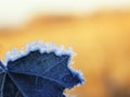 Half poplar leaf is covered with shiny transparent ice crystals Sunny frosty morning Royalty Free Stock Photo