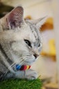 Half portrait of cute tabby gray cat. Royalty Free Stock Photo