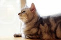 Half portrait of cute tabby gray cat. Royalty Free Stock Photo